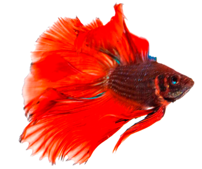 Betta Transparent Background (black, red)