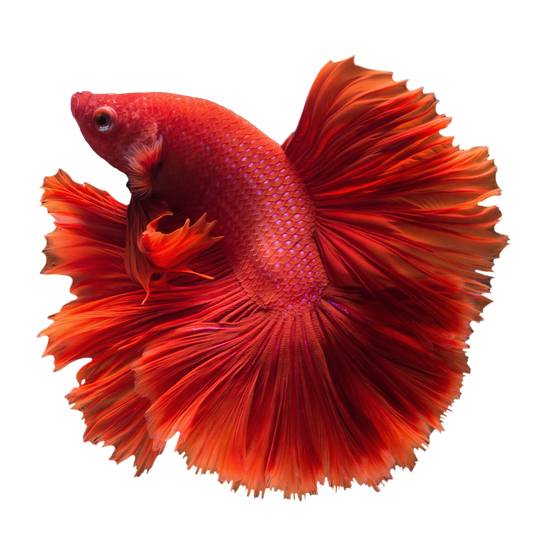 Betta Transparent Png (maroon, black)