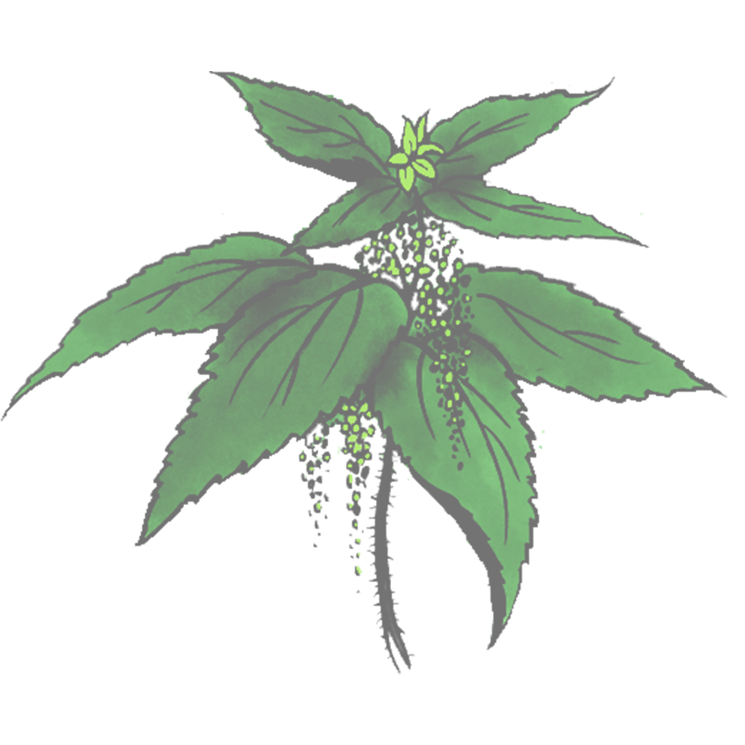 Nettle Leaf Png Clipart (mint, black, green, gray)