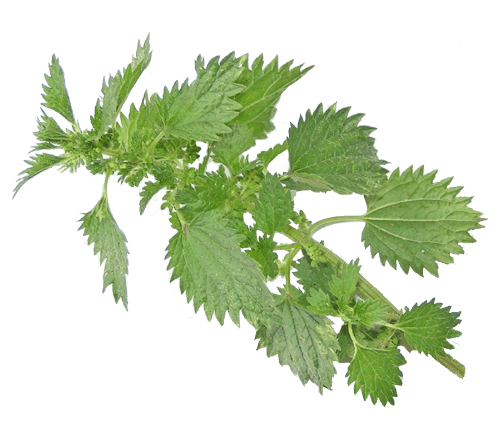 Nettle Leaf Png File (gray)