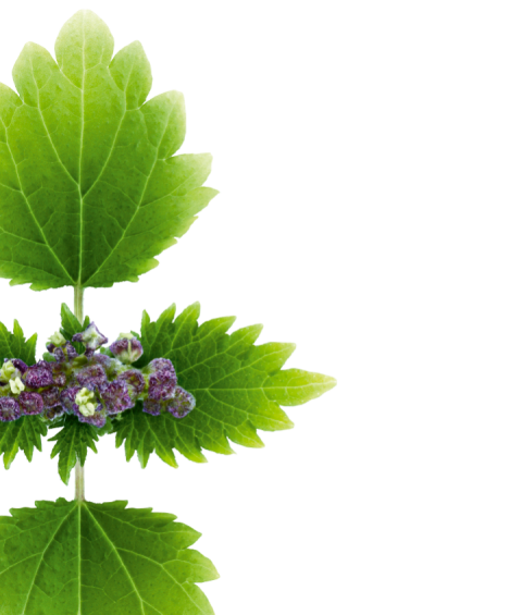 Nettle Leaf Png Hd Image (olive, green, white)