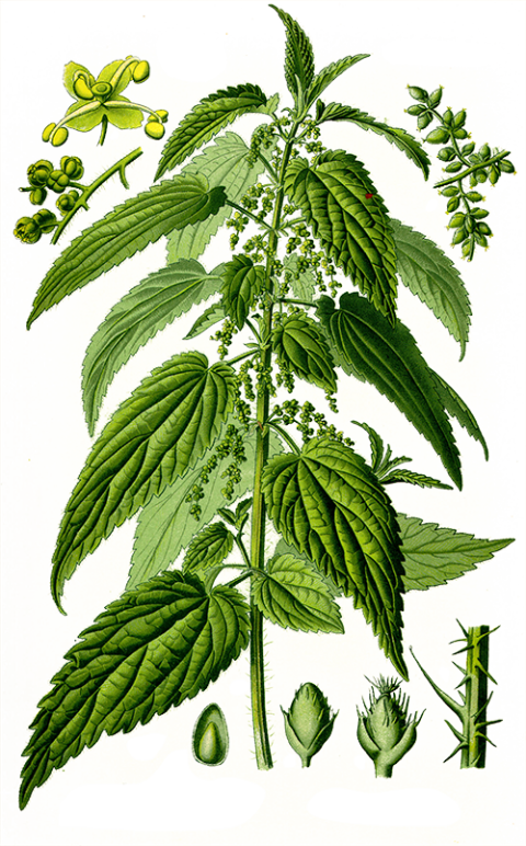 Nettle Leaf Png Image (beige, white)