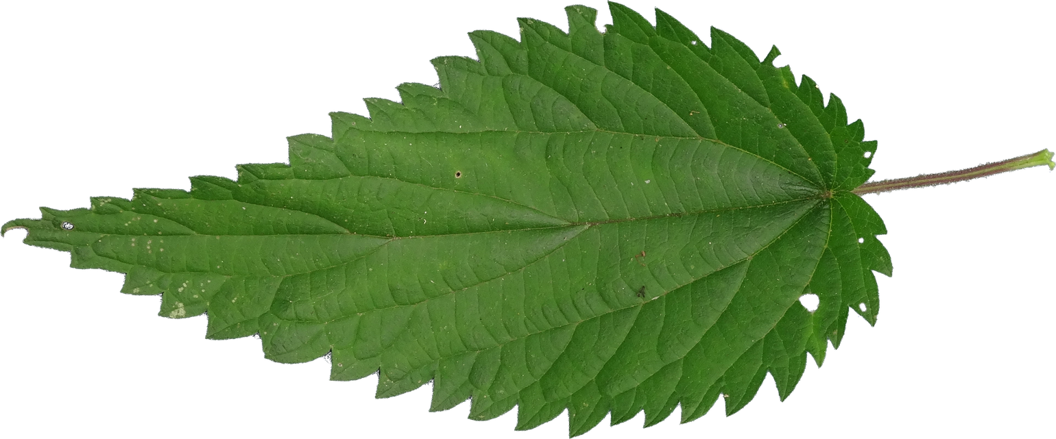 Nettle Leaf Png Images (black, olive)