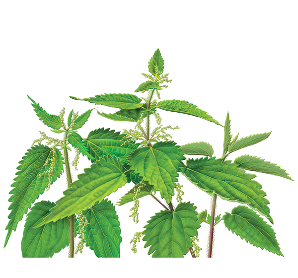 Nettle Leaf Png Photo (black)