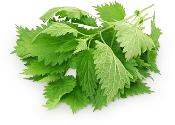 Nettle Leaf Png Photos (black, green, silver)