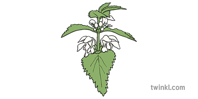 Nettle Leaf Png Pic (gray)