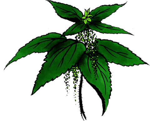 Nettle Leaf Png Picture (black, green)