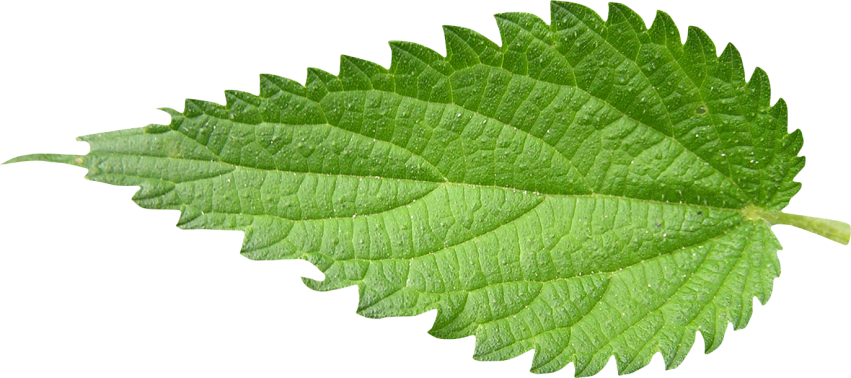 Nettle Leaf Png (olive, gray, white)