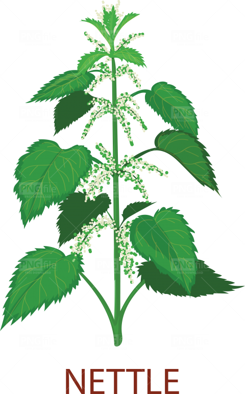 Nettle Png Cutout (green, white)