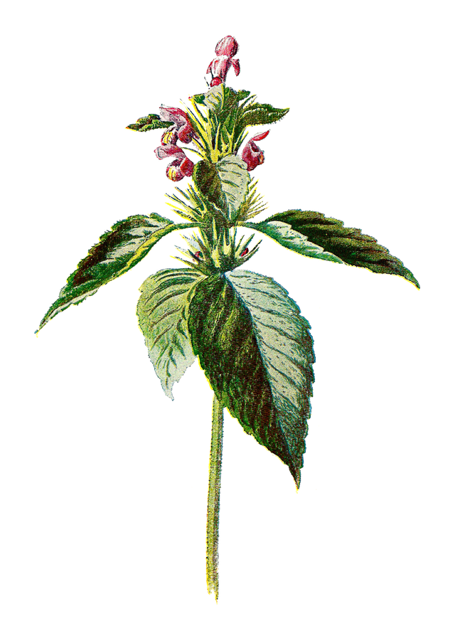 Nettle Png File (black)