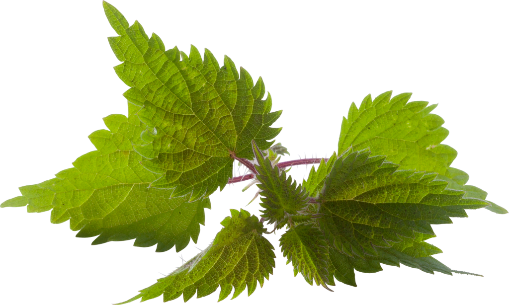 Nettle Png Images (black, olive)