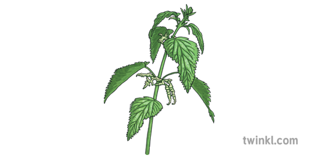 Nettle Png Photo (black)