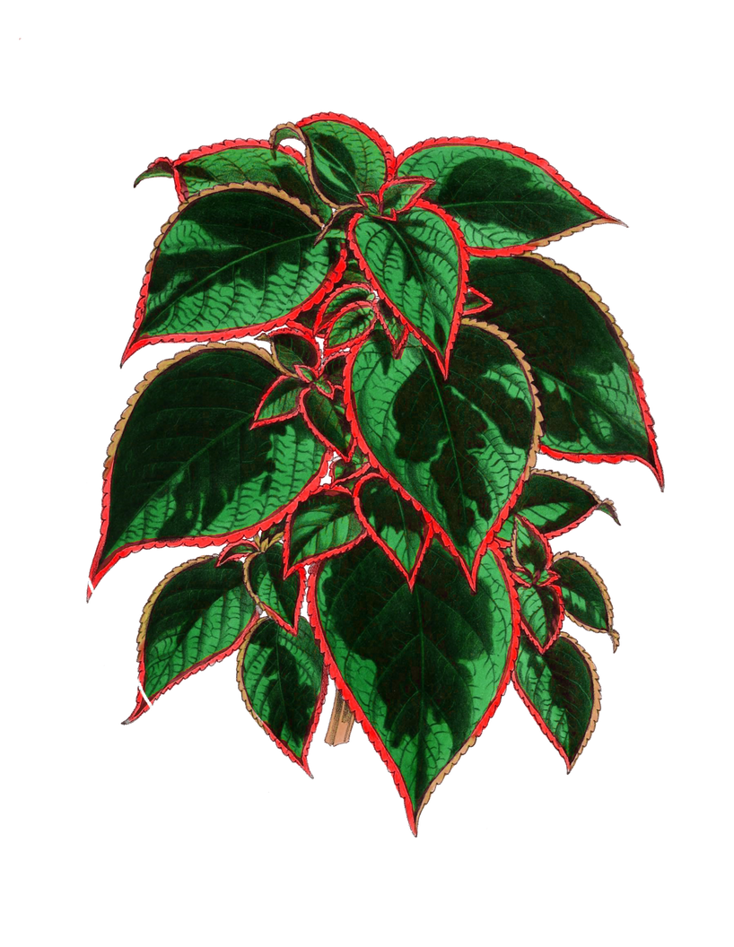 Nettle Png Pic (black)