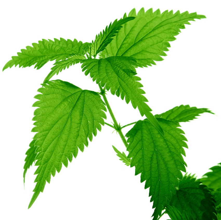 Nettle Plant Png File (black, green, olive, white)