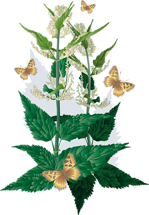 Nettle Plant Png Image (black, green, lavender)