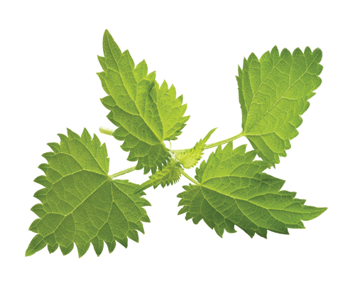 Nettle Plant Png Pic (olive, gray, white, silver, beige)