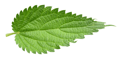 Nettle Plant Png (gray)