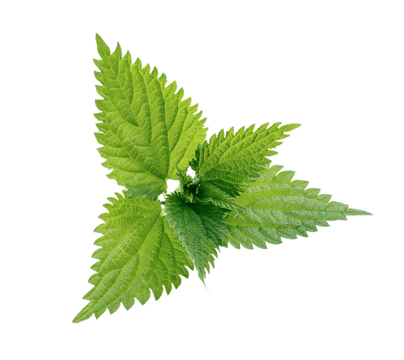 Nettle Plant (gray)