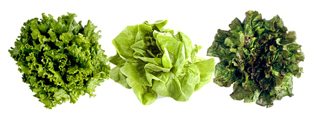 Lettuce Png Isolated File (white)