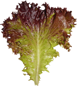 Lettuce Png Isolated Hd (black)