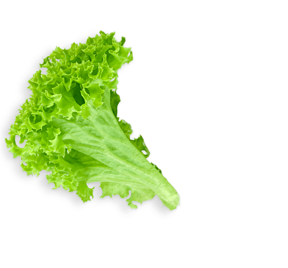 Lettuce Png Photo (gray, black)