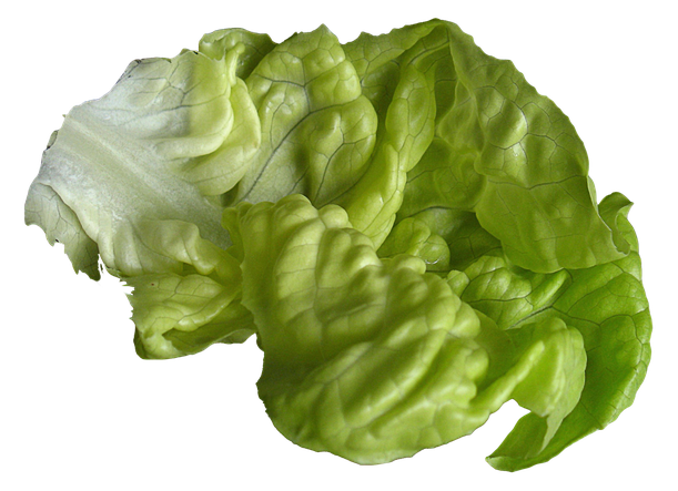 Lettuce Png (olive, black, silver)