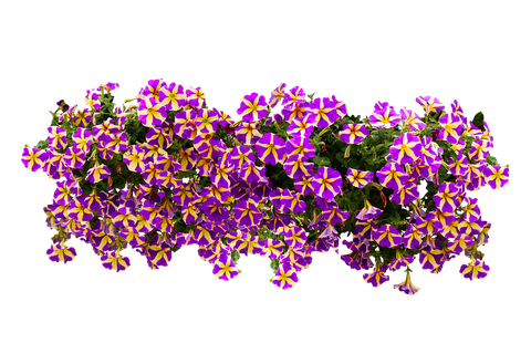 Petunia Png File (purple, black)