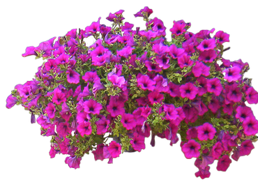 Petunia Png Free Download (purplish red, black)