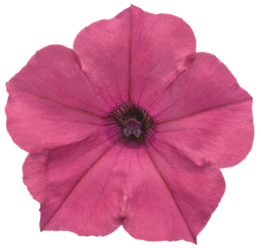 Petunia Png Hd (purple, black, gray, salmon)