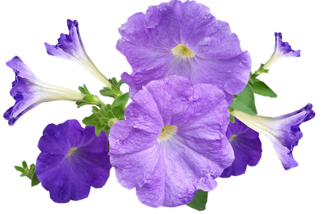 Petunia Png Image (black, plum)