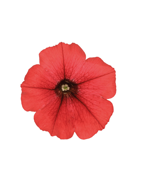 Petunia Png Photo (black, chocolate)