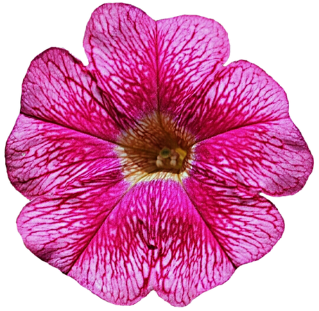 Petunia Png Photos (purple, black, plum, violet)