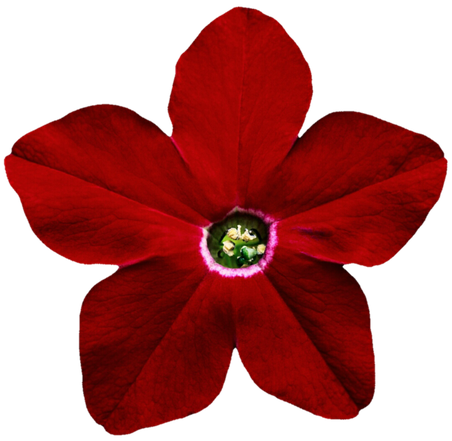 Petunia Png Pic (black, maroon)