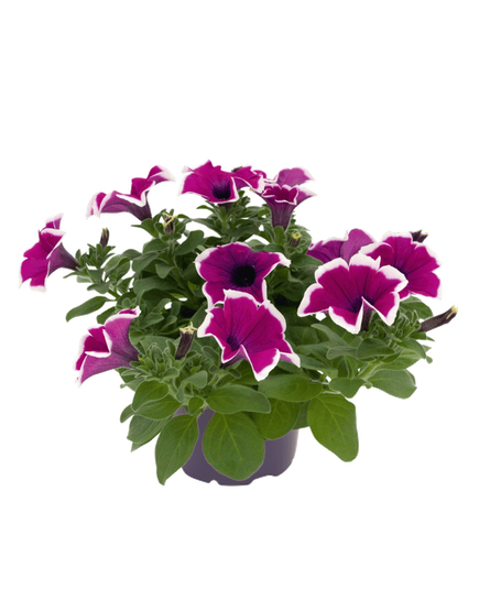 Petunia Png Picture (black, indigo)