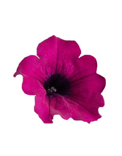 Petunia Png Transparent (purple, black)