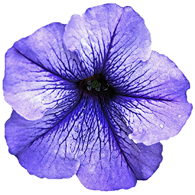 Petunia Transparent Background (lavender, black, plum)