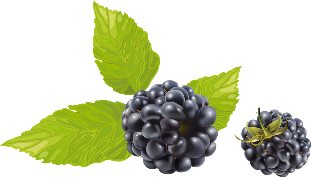 Dewberry Png Image (olive, black)