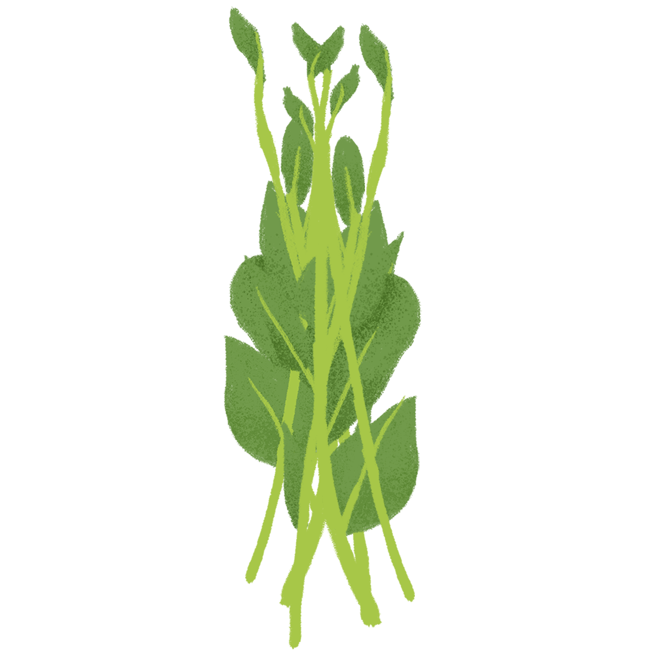 Ceylon Spinach Png Pic (black, gray)