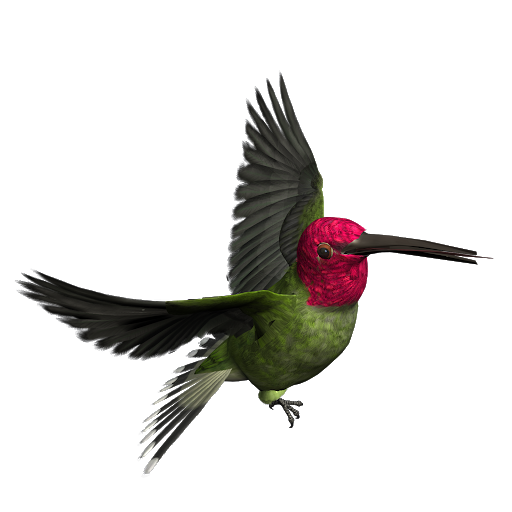 African Bird Png Background Image (black)