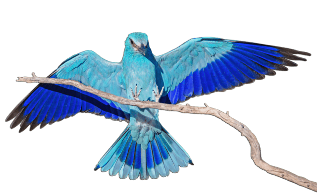 African Bird Png Hd (gray)