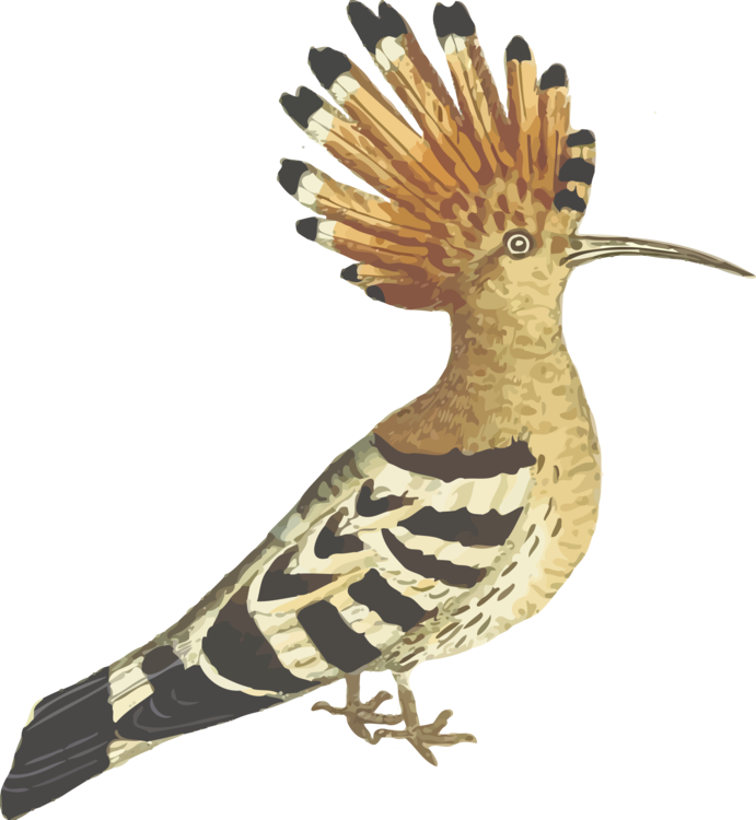 African Bird Png Photos (black, gray, indigo)