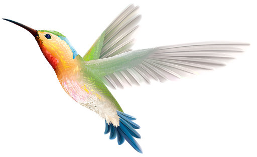 African Bird Png Transparent Hd Photo (white, beige, black, silver)