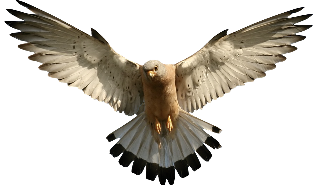 African Bird Png Transparent Image (black)