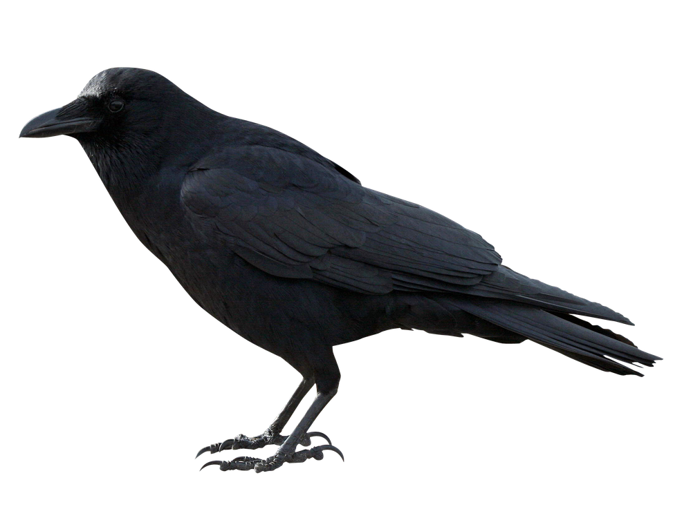 African Bird Png Transparent Picture (black)