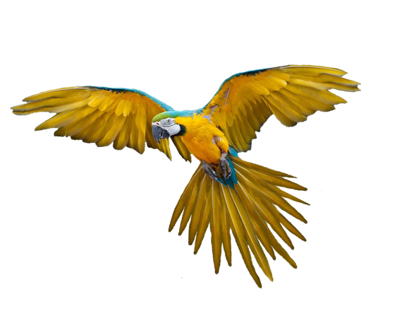 African Bird Transparent Background (black)