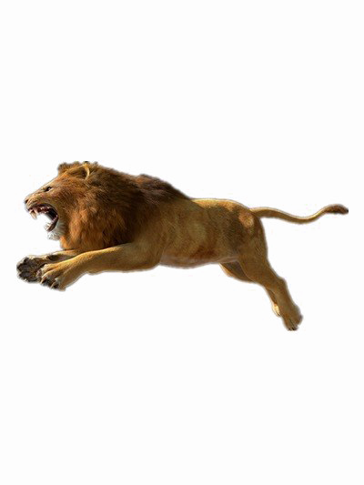 African Lion Png Photos (white)