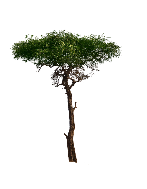 African Tree Png Pic (black)