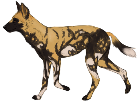 African Wild Dog Png Clipart (salmon, black)