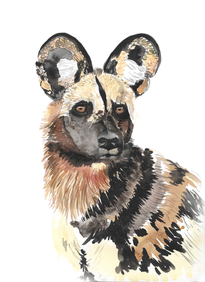 African Wild Dog Png Hd Isolated (white, black)