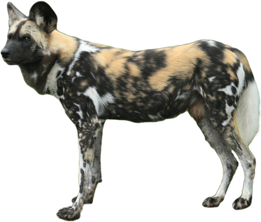 African Wild Dog Png Isolated Pic (black)